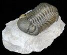 Austerops (Phacops) Trilobite - Great Eyes #40134-1